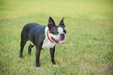 野原を散歩中の犬（ボストンテリア）