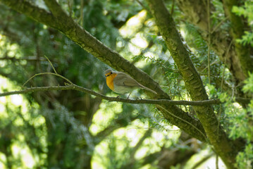 European robin (Erithacus rubecula) sitting on a tree branch in Zurich, Switzerland