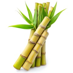 Fototapeta premium Fresh Sugarcane Stalks with Green Leaves sugar cane