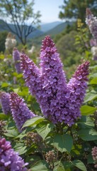lilac flowers in the garden