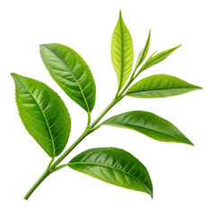 Obraz premium Green Tea Leaves Branch, Isolated on Transparent Background, Botany, Nature, Plant, tea plant, herbal, foliage