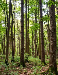 Lush forest interior