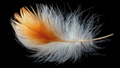 A single feather, light orange-brown at the vane, and white downy barbs, against black