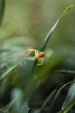 Yellow crab spider on green grass stem in natural habitat