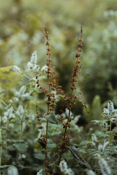 wild flowers in the forest