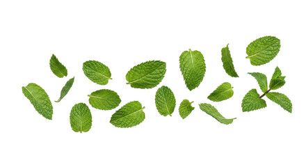 Scattered fresh mint leaves view on transparent background