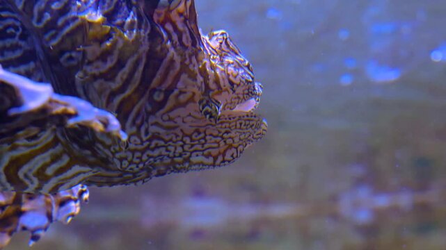 Close up of a zebra, fire, lion of goby fish swimming around a reef underwater