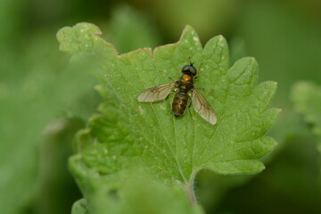 Chloromyia formosa | Chloromyie agréable 