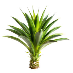 Obraz premium Fresh pineapple top