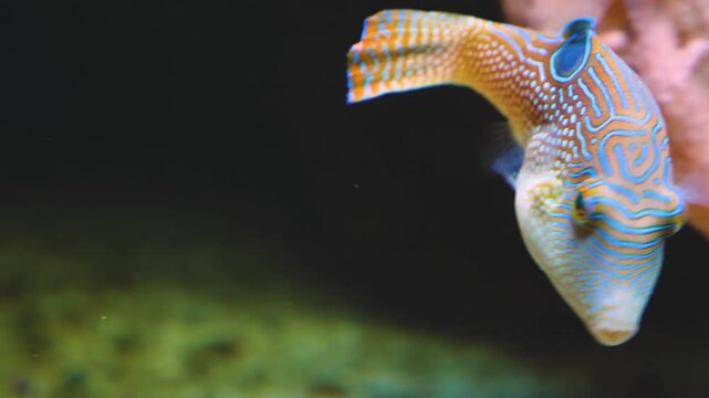 Close up of a colourful trunk or puffer fish swimming around a reef underwater