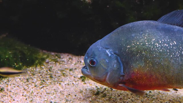 A piranha or pira&ntilde;a, close up of head swimming around beside water plants underwater