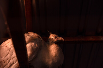A white peacock sleeps on a crossbar near the ceiling in a dark room, its head illuminated by a ray...