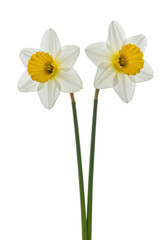 Fototapeta premium Two transparent daffodils, vibrant, with bright yellow coronas and long green stems, isolated on a transparent backdrop. Concept of freshness, hope, purity, and new beginnings