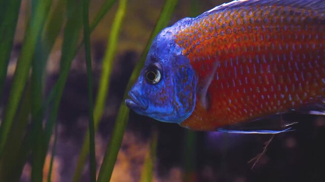 Close up of a blue and red cichlid fish floating underwater