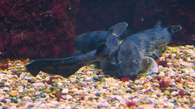 Close up of two catsharks moving aorund the ground underwater beside rocks
