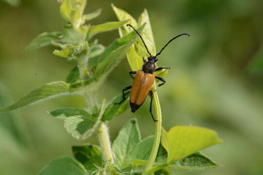Stictoleptura rubra | Lepture rouge 