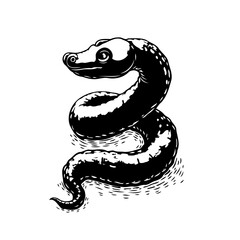 Detailed monochromatic illustration depicting a coiled snake wildlife reptilian creature drawing