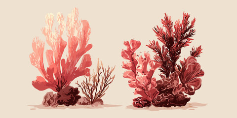 Fototapeta premium Elegant vector illustration of two red marine algae clusters with detailed fronds and rocky bases.