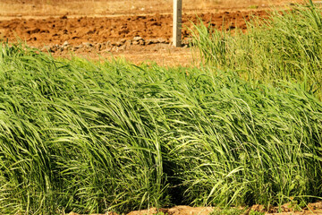 Corn tree flowers in the middle of an agricultural field. sweet corn plants and flowers lined up in the field, nature in the field with green leaves in plantation on countryside, Agriculture industry.