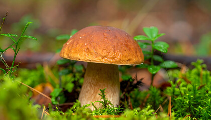 Edible boletus mushroom growing in natural woodland environment close up