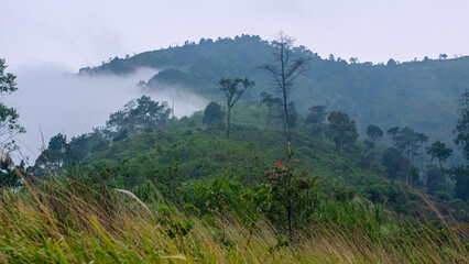 Foggy Hillside with Lush Greenery and Misty Atmosphere