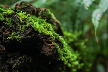 Close-up of Green Moss on Tree Bark in Tropical Forest