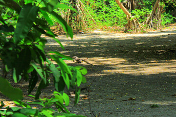 Lizard in the Jungle with Natural Green Background