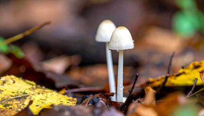 Delicate white mushrooms growing amongst autumn leaves on forest floor