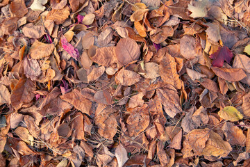 Autumn background from dry autumn leaves. The texture of the leaves.