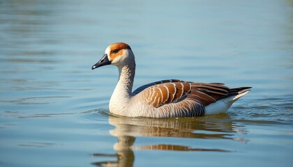 Fototapeta premium Egyptian Goose Alopochen aegyptiaca swims peacefully in calm, clear water. Bird features brown, white plumage with distinct head marking. Reflection shimmers on water surface, creating serene natural