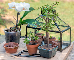 sseedling of succulent plants in little greenhouse on wooden table with potted in a garden