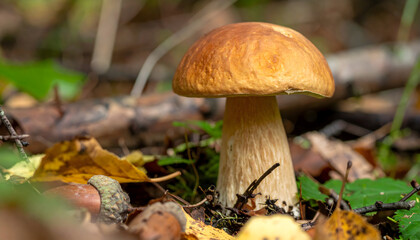 Fototapeta premium Edible boletus mushroom in natural forest habitat under soft lighting