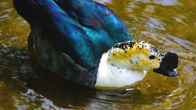 Close up of a comb duck flaoting around a pond on a sunny day