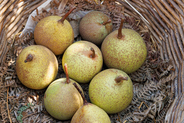 Fruits poires bio issus de l'agriculture biologique et équitable