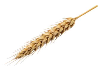 A golden wheat ear stands out against a pure black background.