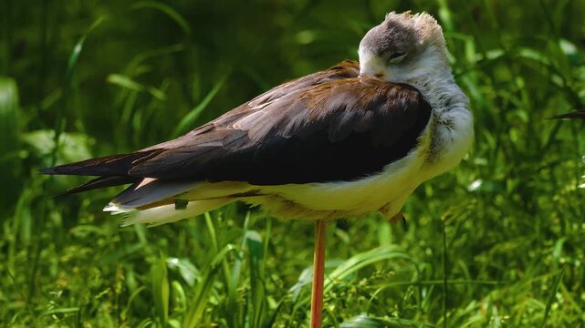 Close up of a northern lapwing bird standing ona meadow and looking around ona sunny day