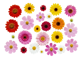 Vibrant, diverse, flawless summer flower heads (zinnias, asters, coreopsis, cosmos, gerbera daisies, white daisies) artfully arranged flat lay, overhead studio shot on a transparent background