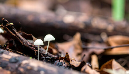 Delicate white mushrooms growing on forest floor amidst decaying leaves