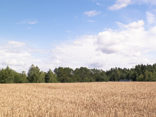 Kashubian field in late summer.