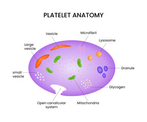 Platelet Anatomy Diagram Medical Illustration