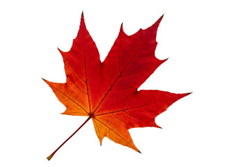 Obraz premium A vibrant, autumnal maple leaf displays rich hues of red and orange against a stark black backdrop.