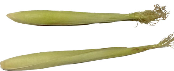 Two Fresh baby corn isolate on white background 