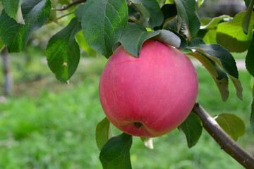 Ripe Red Apple Hanging on a Tree Branch close up