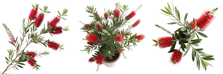 Set of Callistemon houseplant with top view isolated on a transparent background