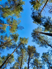 Green trees on blue sky background. Summer green nature.