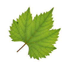 Fototapeta premium Detailed vine leaf, lush green