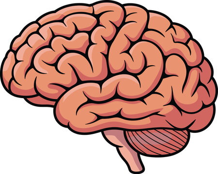 Detailed Illustration of the Human Brain, Highlighting its Complex Structure and Functionality for Medical and Educational Purposes