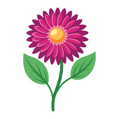 A stunning pink dahlia flower, blooming beautifully on a white isolated background