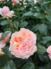 pink roses in garden