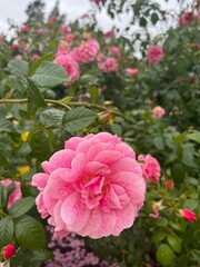 pink flowers in the garden